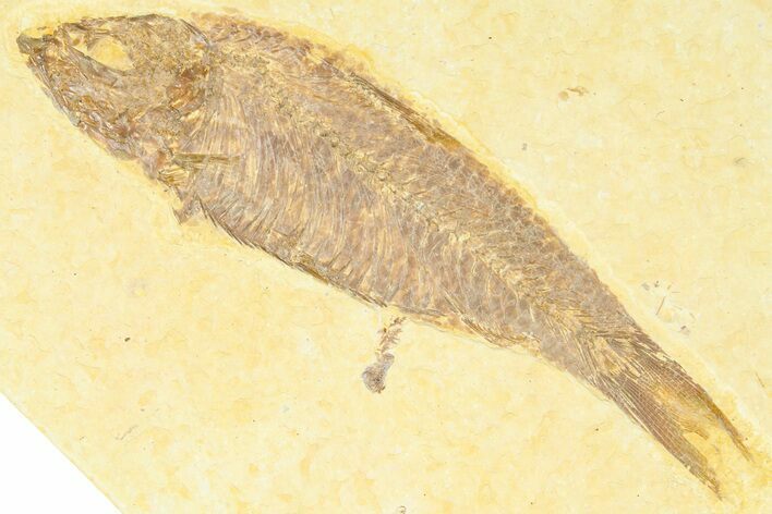 Detailed Fossil Fish (Knightia) - Wyoming #372328